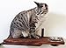 CatastrophiCreations Cat Dining Table Handcrafted Wall-Mounted Feeder Shelf