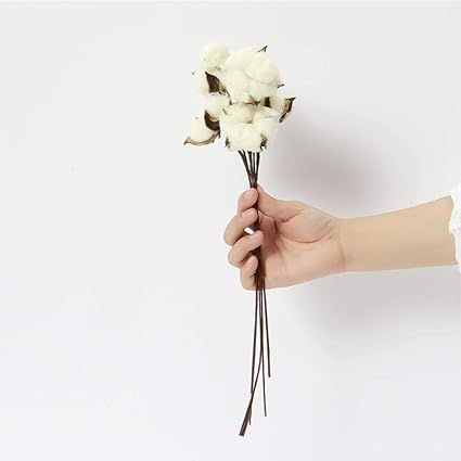 Pah Macy Tiges Coton Naturelles Fleur De Coton Sechee Artificielle Fausse Fleur Coton Branche Coton Decoration Pour Balcon Mariage Table Composition Floral 5 Petits Bouquets Amazon Fr Cuisine Maison