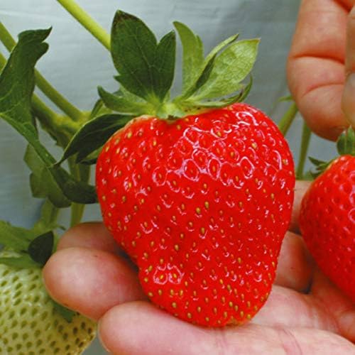 国華園 いちご苗 とちおとめ 3株 21年春商品