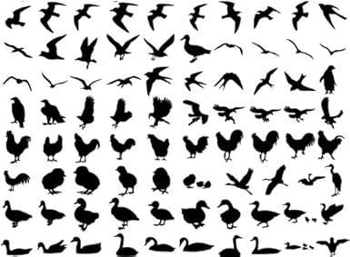 Amazon 商用ok バードシルエット 217種類以上 鳥シルエットイラスト素材集 イラスト素材 Pcソフト