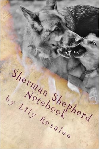 black sherman shepherd