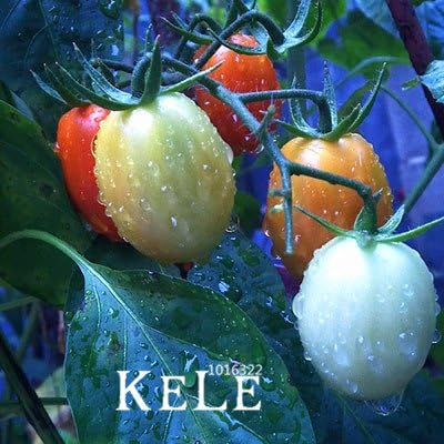 Amazon 白いトマトの盆栽 ホームガーデン100粒 パッケージ 6biywpのためのポット付き有機野菜トマト植物 15 観葉植物 オンライン通販