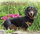 For the Love of Dachshunds 2020 14 x 12 Inch Monthly Deluxe Wall Calendar with Foil Stamped Cover, A by