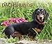 For the Love of Dachshunds 2020 14 x 12 Inch Monthly Deluxe Wall Calendar with Foil Stamped Cover, A by