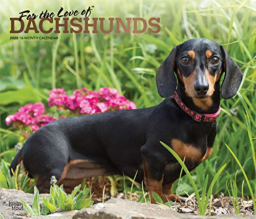 For the Love of Dachshunds 2020 14 x 12 Inch Monthly Deluxe Wall Calendar with Foil Stamped Cover, A by 