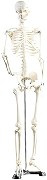 newgen medicals Deko Skelett: Original Lehrmittel Anatomie Skelett auf Ständer, 85 cm (Menschliches Skelett)