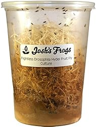 Josh's Frogs Producing Flightless Drosophila Hydei