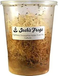 Josh's Frogs Producing Flightless Drosophila Hydei Fruit Fly Culture