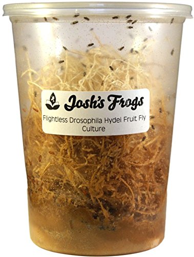 Josh's Frogs Producing Flightless Drosophila Hydei Fruit Fly Culture