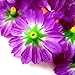 (100) Silk Violet Gerbera Daisy Flower Heads , Gerber Daisies - 1.75