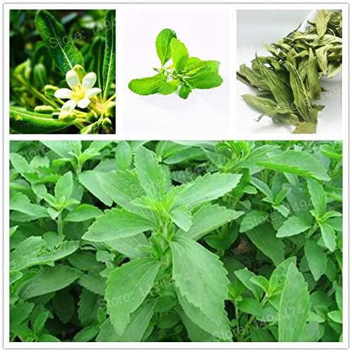 AGROBITS Semillas: 1000 nueva Stevia rebaudiana flores mares ...