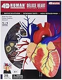 Tedco Human Anatomy - Deluxe Heart Anatomy Model