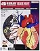 Tedco Human Anatomy - Deluxe Heart Anatomy Model