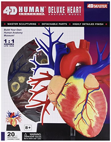 Tedco Human Anatomy - Deluxe Heart Anatomy Model