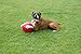 BOOMER BALL 10 inch, Virtually Indestructible Best Dog Toy, Boredom Busting Football, Tough&Durable Large Dog Ball, Floats on Water, Great for Mental Stimulation&High Energy Dogs, Assorted Colours