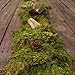 Preserved Green Sheet Moss Dried Natural for Fairy Gardens Terrariums or Any Craft or Floral Project (Sheet Moss-Green 6 OZ)