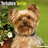 Yorkshire Terrier Calendar - Dog Breed Calendars - 2019 - 2020 Wall Calendars - 16 Month by Avonside by 