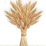Golden Dried Wheat Sheaves 100 Stems Bundle Premium Autumn Arrangements Full Wholesale DIY Home Table Wedding Xmas Halloween Decoration