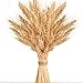 Golden Dried Wheat Sheaves 100 Stems Bundle Premium Autumn Arrangements Full Wholesale DIY Home Table Wedding Xmas Halloween Decoration