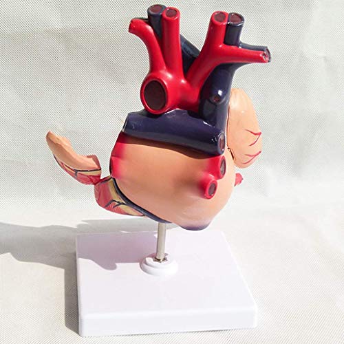 image for LXX Medical Anatomical Heart Model - Visceral Anatomy B Super Color Ul