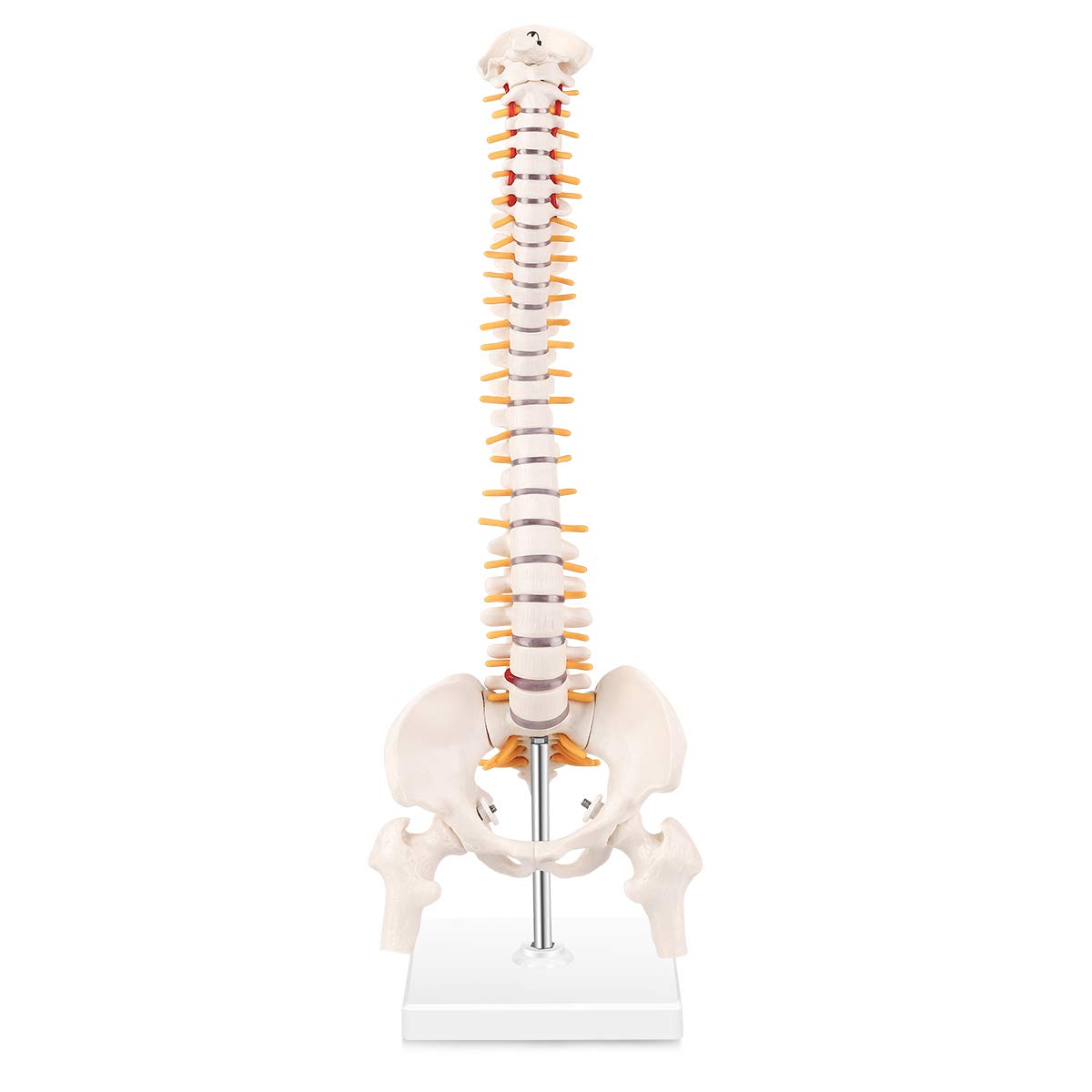 Buy Winyousk Miniature Spine Anatomy Model, 15.5" Mini Spinal Cord