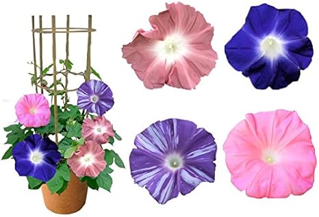Amazon ハッピーガーデン 朝顔市の朝顔 4色植え 珍しい団十郎入り 行灯仕立て A 6号 鉢植え 花 ギフト 観葉植物 オンライン通販