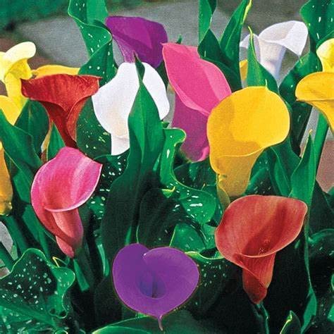Audbhidhi Zantedeschia Calla Lily Flower Bulbs 100% Imported Rare Variety For All Season Home Gardening Planting (Pack Of 10 ) Mixed Colour 1