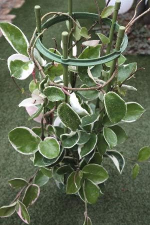 Amazon Co Jp つる性 観葉植物 ホヤ サクララン ７号サイズ ホーム キッチン