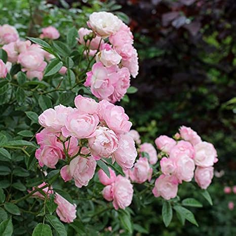 Amazon Co Jp つるバラミニタイプ 玉鬘 たまかずら 大苗6ｌポット つるバラ 珠玉 の枝変わり ホーム キッチン