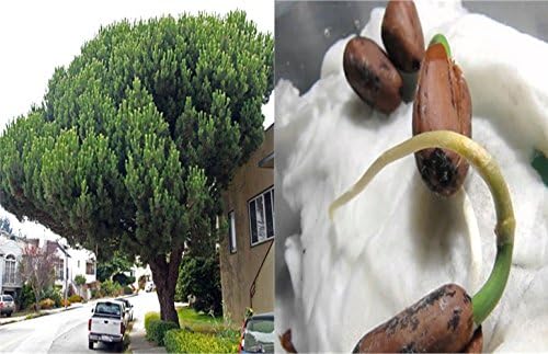 HEIRLOOM NON GMO Italian Stone Pine 10 seeds