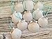 White Scallop Seashell Christmas Ornaments (Set of 10)