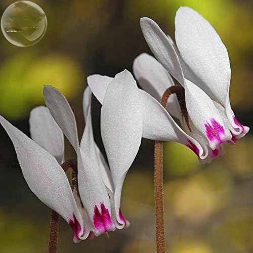 YoYoBoo DD 2016 Hot Cyclamen 2 Pack White Rose Pink Cyprus Cyclamen Hederifolium Seeds