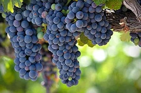 Creative Farmer Seeds Of Fleshy Fruits Live Grapes Plant Sweet Grapes Vine Fruit Plant Seeds Plant Seeds For Garden Kitchen Garden Fruit Seeds Pack