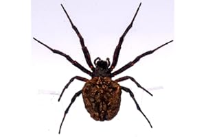 HQRP-CRYSTAL 75mm Real Orb-Weaver Spider in Crystal Clear Lucite Resin Specimen Preserved Arachnoids Taxidermy Crafts Collection for Biology Science Education & Desk Ornament Display Supplies