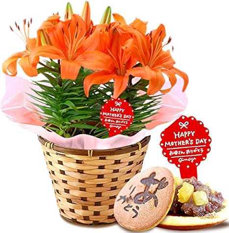 Amazon 母の日 の プレゼント ユリ5号鉢 おいもやどら焼き 花とスイーツ 花鉢 生花 母の日ギフト ユリ オレンジピクシー 観葉植物 オンライン通販