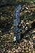 Kuuma 51910 Spring Assisted Knife (Fine Edge,4.5