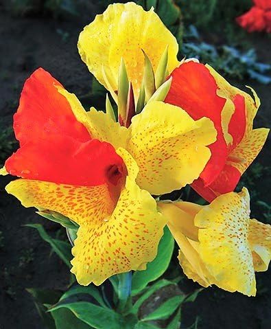 2 Dwarf Canna Lily Cleopatra Bulbs Roots Rhizomes Tubers Plants Amazon Ca Patio Lawn Garden