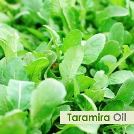 Taramira Eruca Sativa Essential Oil 100 Pure Natural Undiluted Uncut Oil Best For Aromatherapy Therapeutic Grade 15ml Beauty Amazon Com