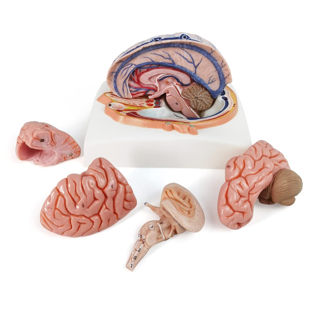 Mua Evotech Human Brain Model w/Arteries, 7 Parts Life Size Anatomy ...