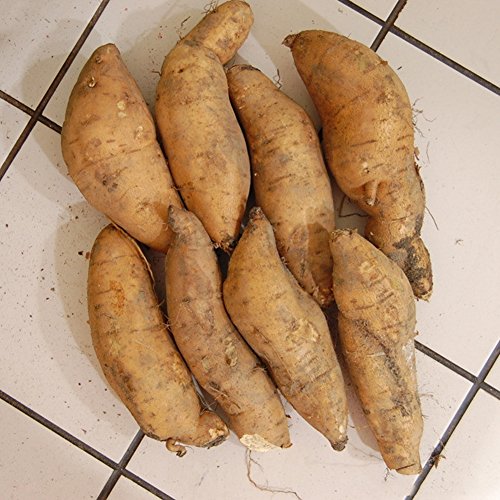 buyanputra 10Pcs Sweet Potato Seeds, Vegetable Planting Starter Fresh Fruit Seed Home Plant