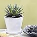 CHIVE ‘Tika’ Big Succulent Pot — 5” Cute Planter Pots for Indoor Plants — Beautiful Modern Decor for Home & Kitchen — White