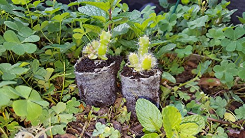 Coco Coir Grow Pellets/Grow Media 42 mm (1.65 in) - Value Pack Sizes (1,000) - NOT Jiffy-7 - Coco Coir not Coco Peat