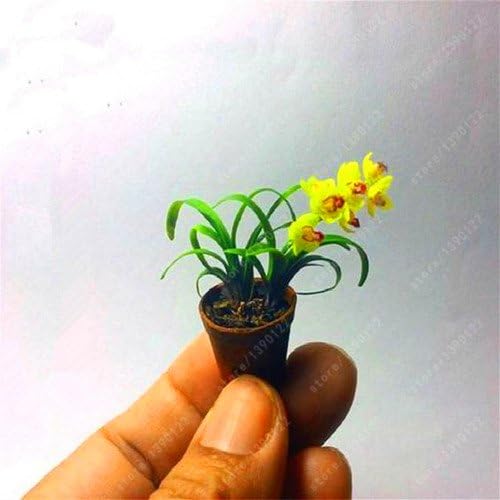 100 Pc Sacchetto Rari Mini Orchidea Semi Di Orchidea Phalaenopsis Indoor Miniatura Semi Di Fiori Giardino Bonsai Orchidea Vaso Giardino Di Casa 6 Amazon It Giardino E Giardinaggio