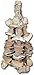 Planet Pleasures Nature Cluster Natural Bird Toy, Medium/12thumb 2