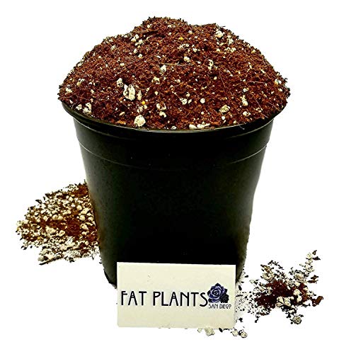 Fat Plants San Diego Premium Organic Cacti and Succulent Soil with Nutrients