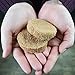 Stella & Chewy's Freeze-Dried Raw Dinner Patties - Surf 'N Turf Salmon & Beef Recipe - High Protein Grain-Free Puppy & Dog Food - Perfect For Picky Eaters - 14 oz