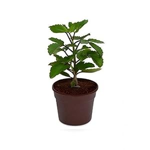 Natures Buggy Tulsi Live Plant
