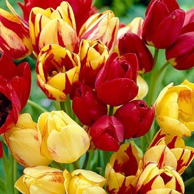 SILKSART 8 Mutliflowering Mixed Tulips Bulbs in Red and Yellow-- Nice, Fat Bulbs!