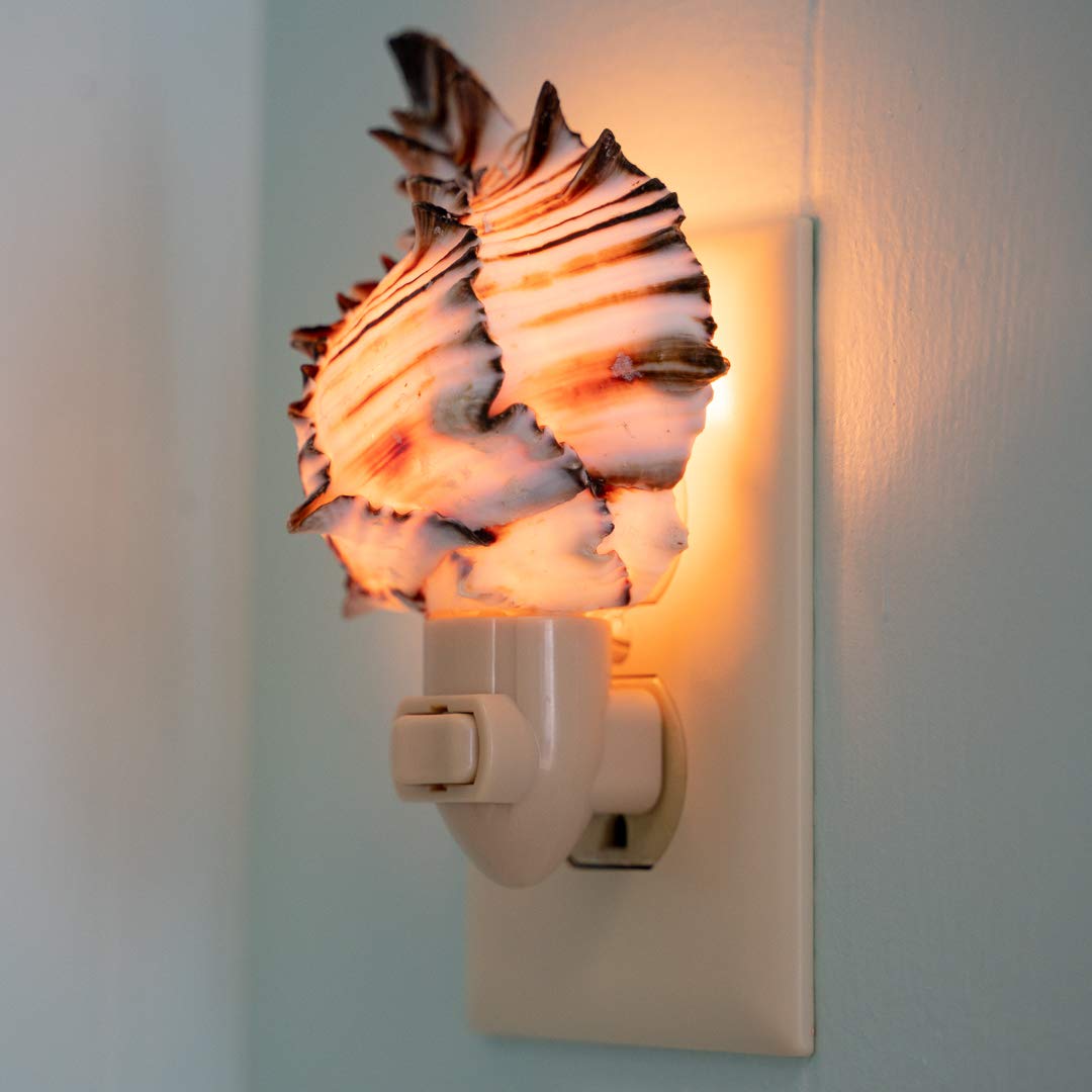 Sea Shell Night Light | Black Murex Shell Nautical Night Light | Home Decor | Plus Free Nautical Ebook by Joseph Rains