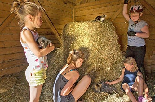 Pet's Pick Cedar Bedding - Image 3